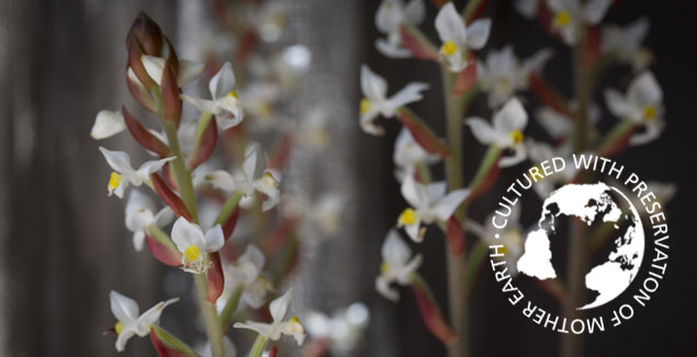 Ludisia discolor - earth orchid